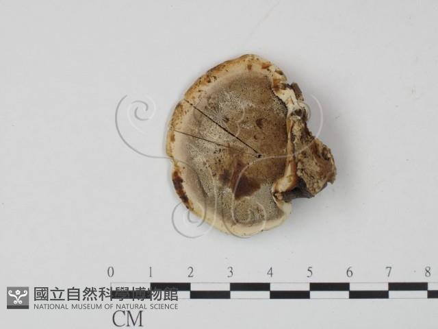 登錄號:F0015574藏品圖，第3張