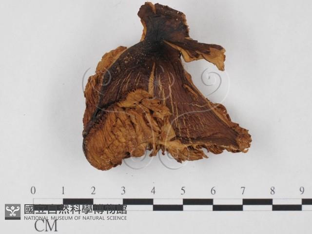 登錄號:F0023574藏品圖，第3張