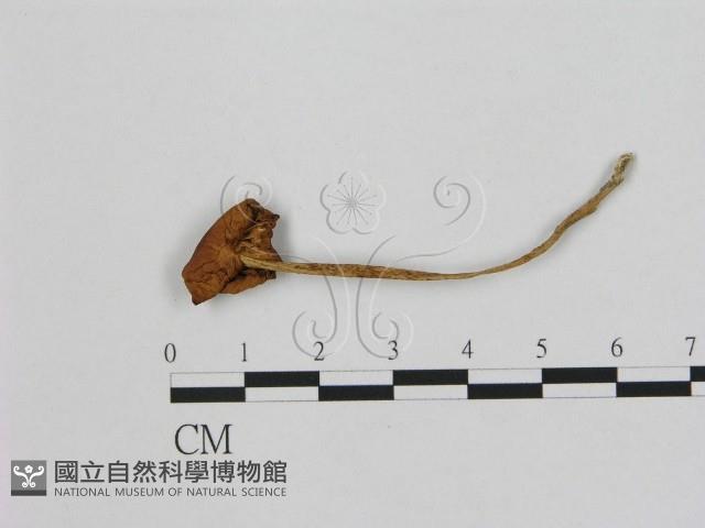 小皮傘屬藏品圖，第3張