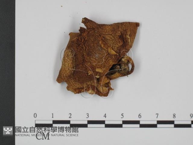 登錄號:F0008174藏品圖，第3張