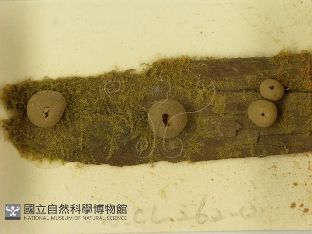 登錄號:F0021174藏品圖，第3張