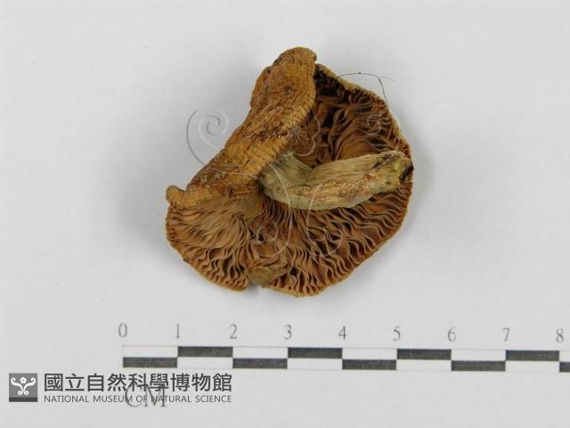 登錄號:F0011174藏品圖，第3張