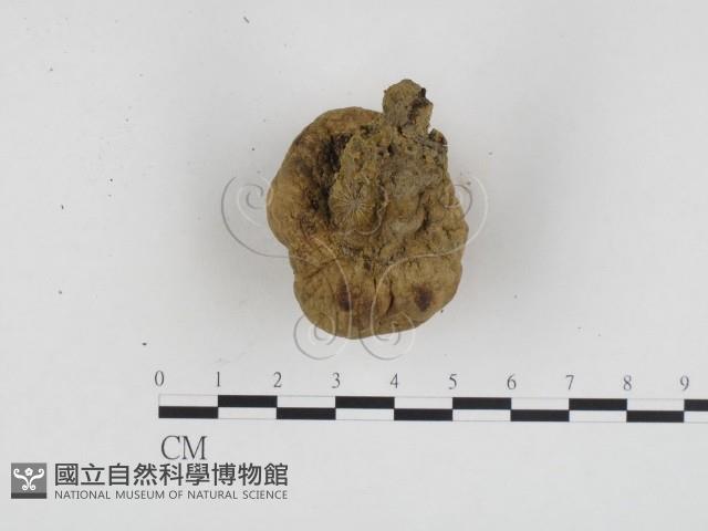 登錄號:F0024174藏品圖，第3張