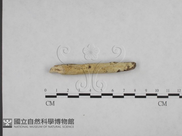 登錄號:F0004174藏品圖，第3張