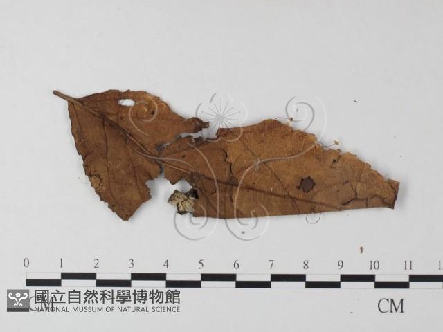 登錄號:F0014174藏品圖，第3張