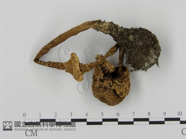 高大環柄菇藏品圖，第3張