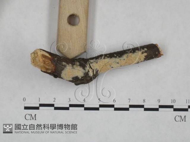 登錄號:F0025174藏品圖，第3張