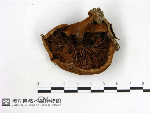 登錄號:F0013174藏品圖，第3張