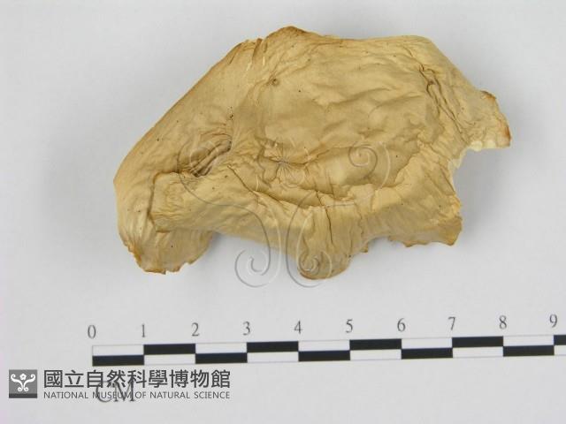 登錄號:F0008074藏品圖，第3張