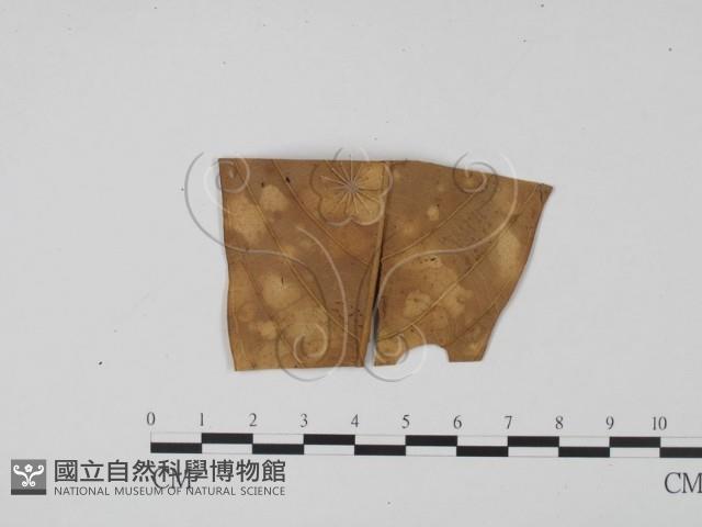 登錄號:F0020074藏品圖，第3張