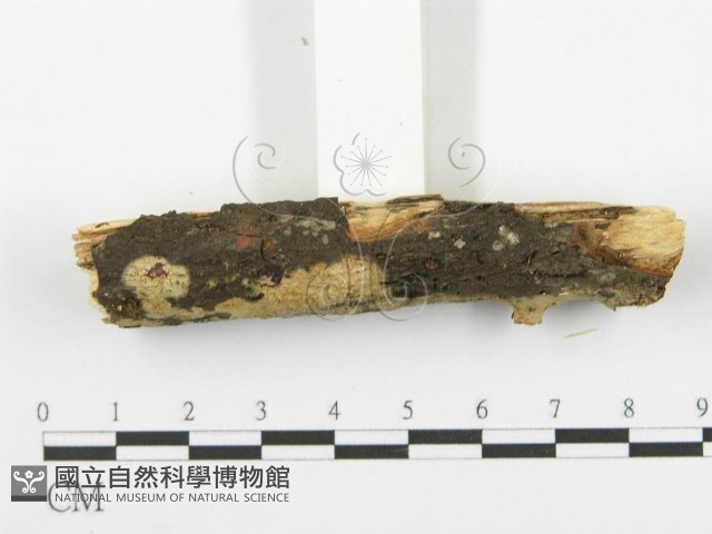 登錄號:F0000074藏品圖，第3張