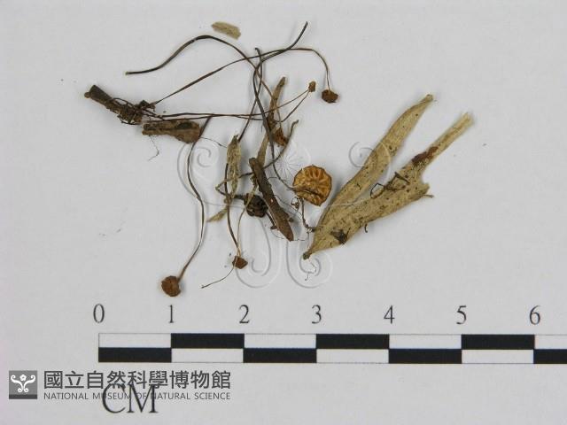 小皮傘屬藏品圖，第3張