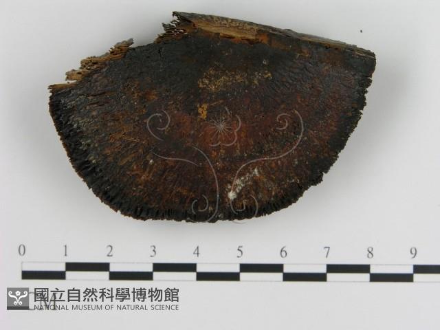 登錄號:F0021074藏品圖，第3張