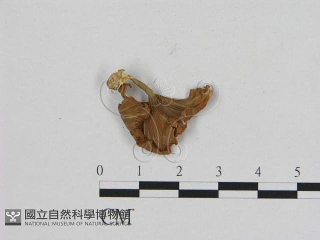 登錄號:F0011074藏品圖，第3張
