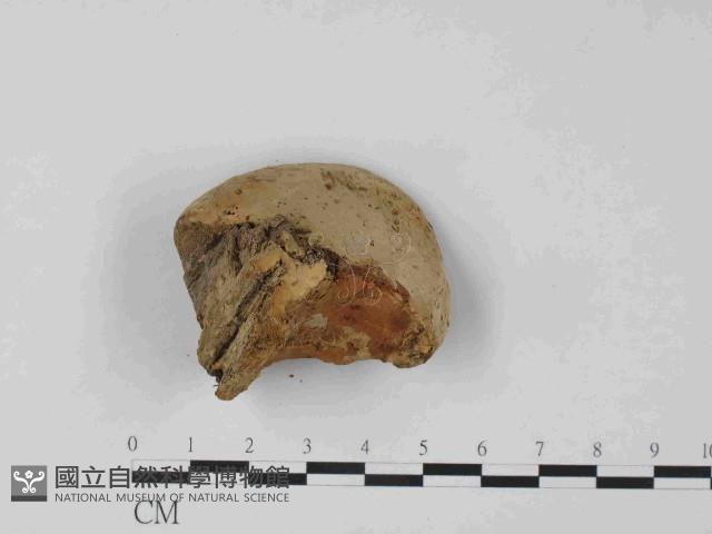 東方栓菌藏品圖，第3張