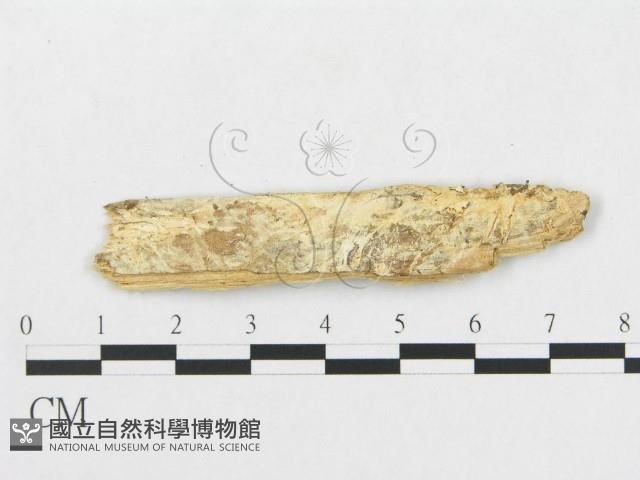 登錄號:F0007074藏品圖，第3張