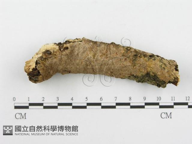 登錄號:F0005074藏品圖，第3張