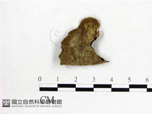 毛木耳藏品圖，第3張
