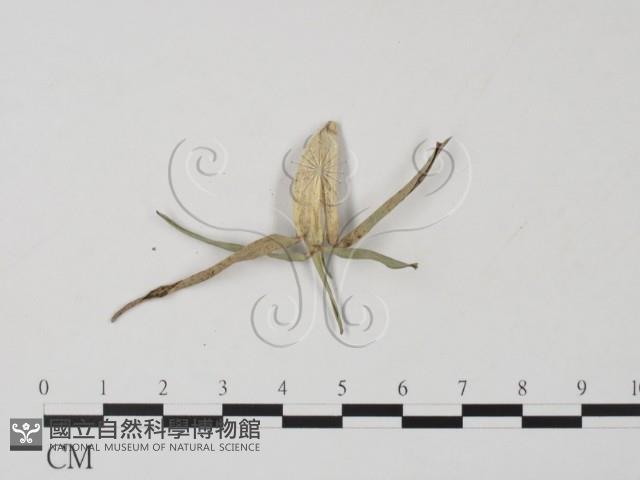 登錄號:F0010374藏品圖，第3張