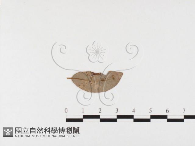 登錄號:F0026374藏品圖，第1張