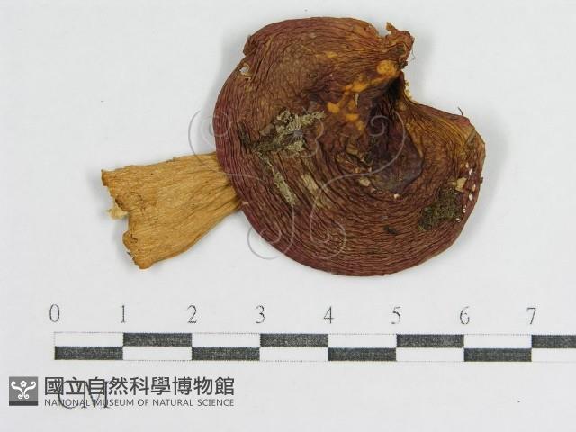 登錄號:F0016374藏品圖，第3張