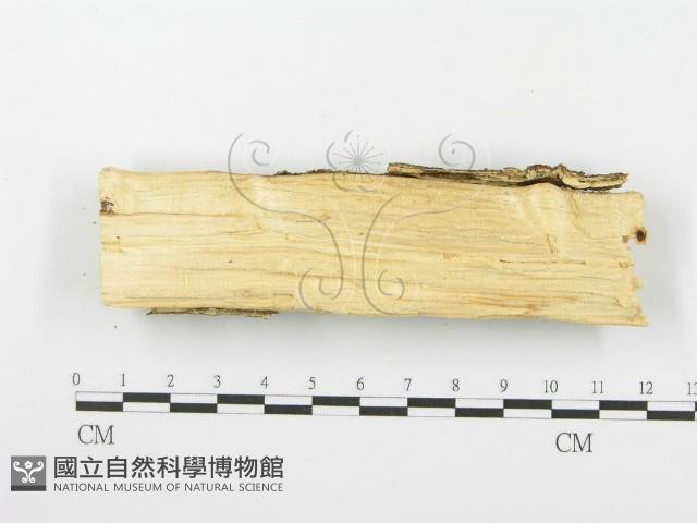 登錄號:F0001374藏品圖，第3張
