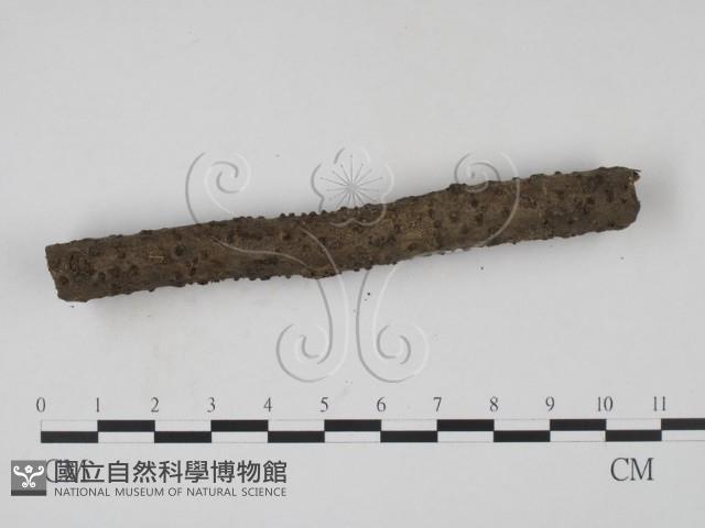 登錄號:F0011374藏品圖，第3張