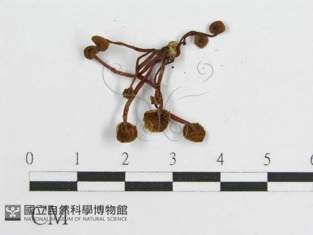登錄號:F0004374藏品圖，第3張