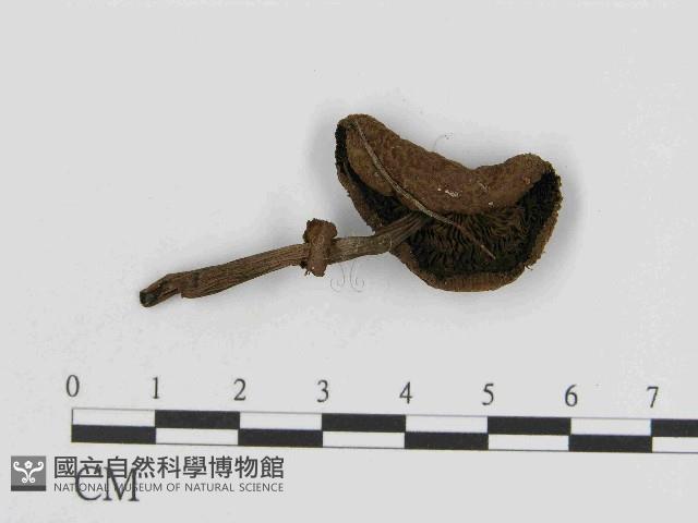 登錄號:F0014374藏品圖，第3張