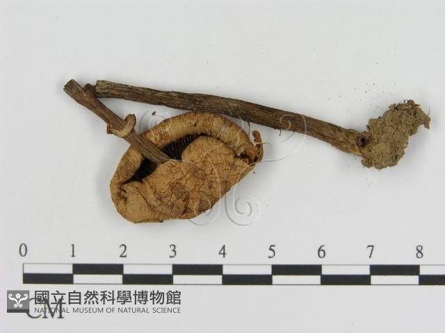 登錄號:F0002374藏品圖，第3張