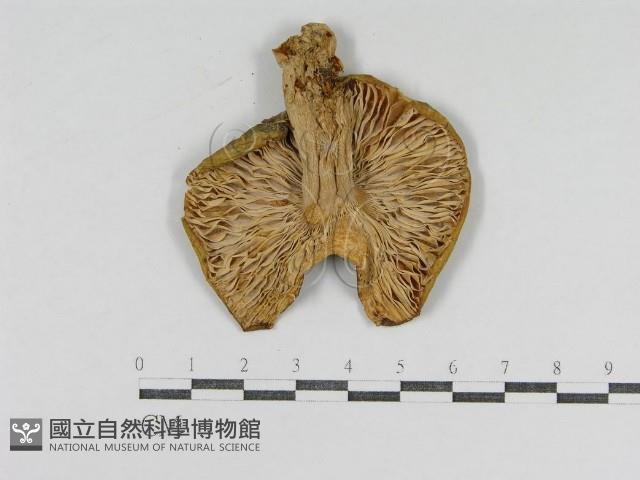 登錄號:F0012374藏品圖，第3張