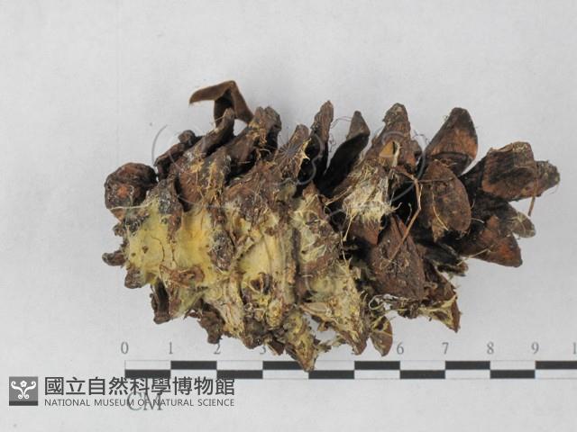 Accession Number:F0027374 Collection Image, Figure 3, Total 3 Figures