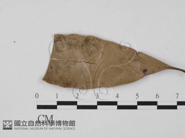 登錄號:F0007374藏品圖，第3張