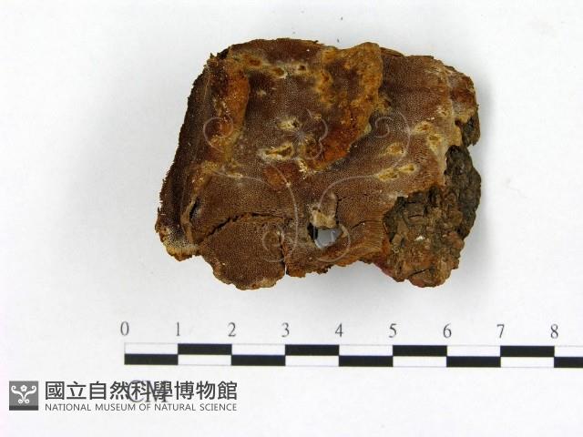 登錄號:F0017374藏品圖，第1張