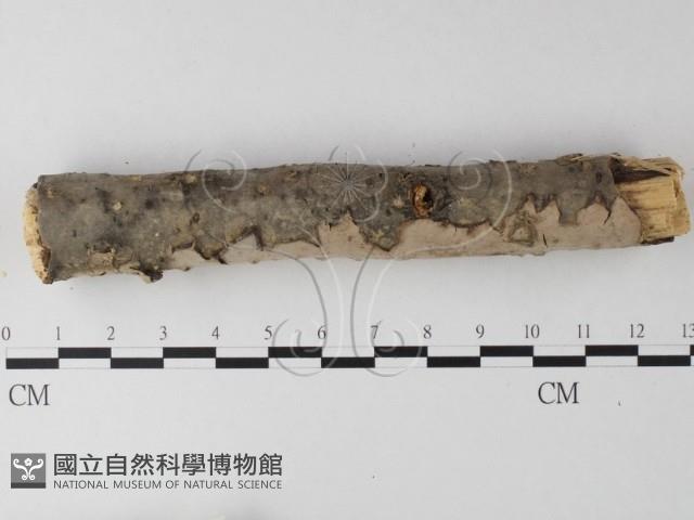 筍殼菌屬藏品圖，第3張