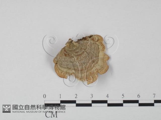 韌革菌屬藏品圖，第3張