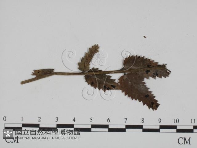 登錄號:F0019374藏品圖，第3張