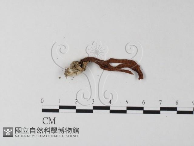 登錄號:F0023374藏品圖，第3張
