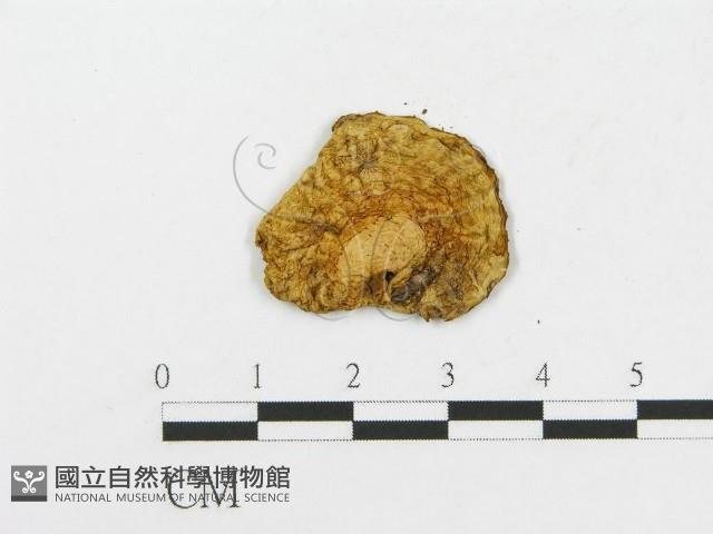 登錄號:F0013374藏品圖，第3張