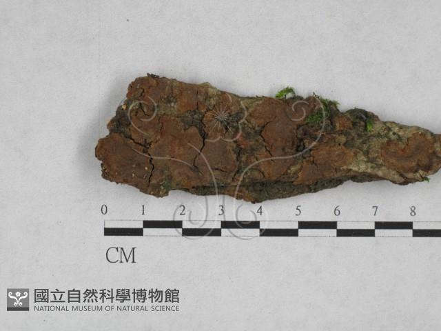 刺革菌屬藏品圖，第3張