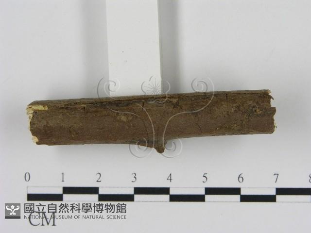 刺革菌屬藏品圖，第3張