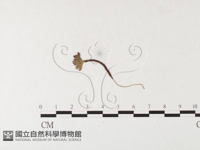 登錄號:F0026262藏品圖，第1張