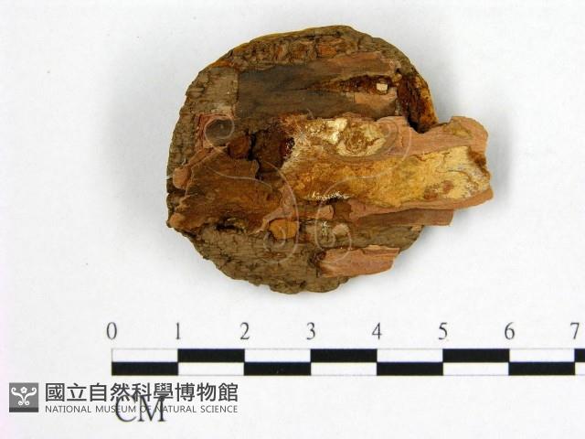 登錄號:F0006262藏品圖，第3張