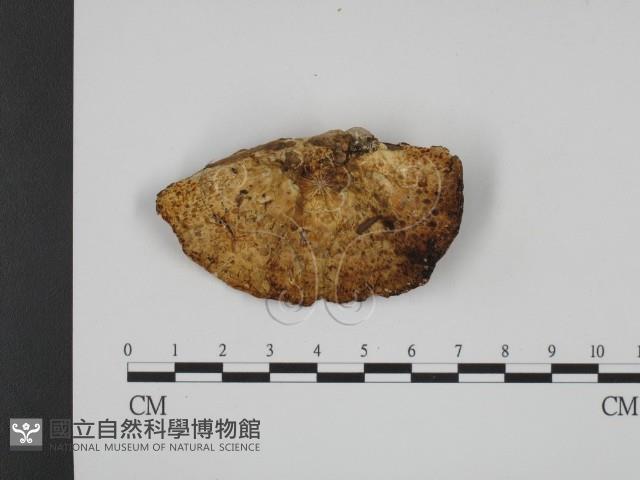 登錄號:F0001262藏品圖，第3張
