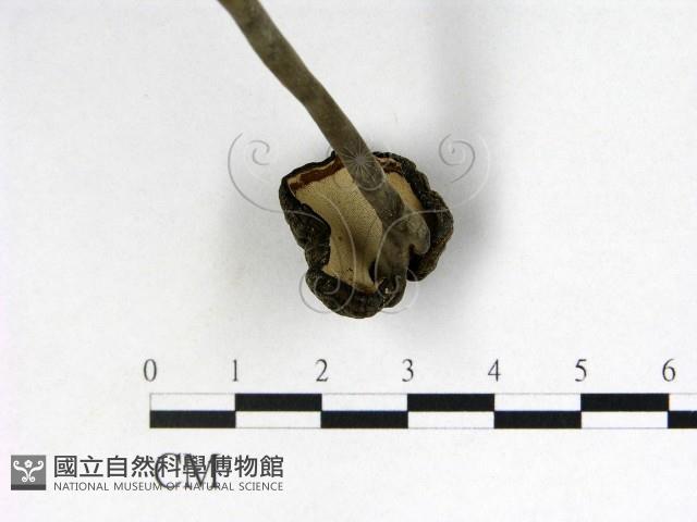 登錄號:F0011262藏品圖，第3張