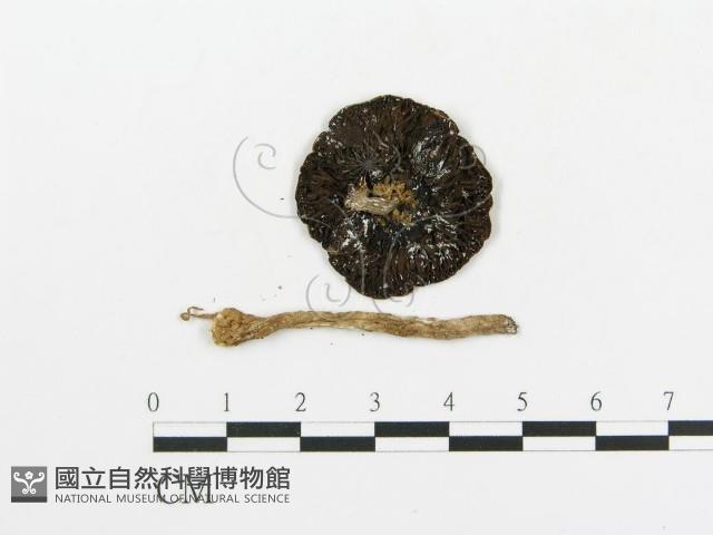 傘菌屬藏品圖，第3張