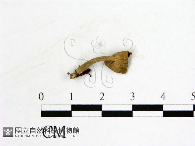 登錄號:F0022262藏品圖，第3張