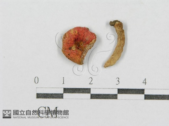 紅菇屬藏品圖，第3張
