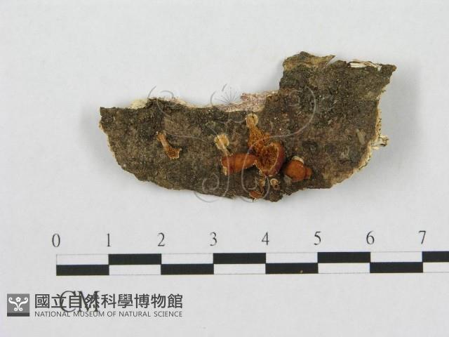多孔菌屬藏品圖，第3張