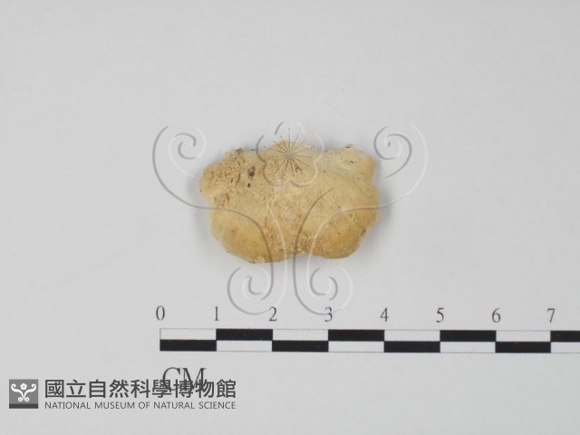 登錄號:F0017262藏品圖，第3張